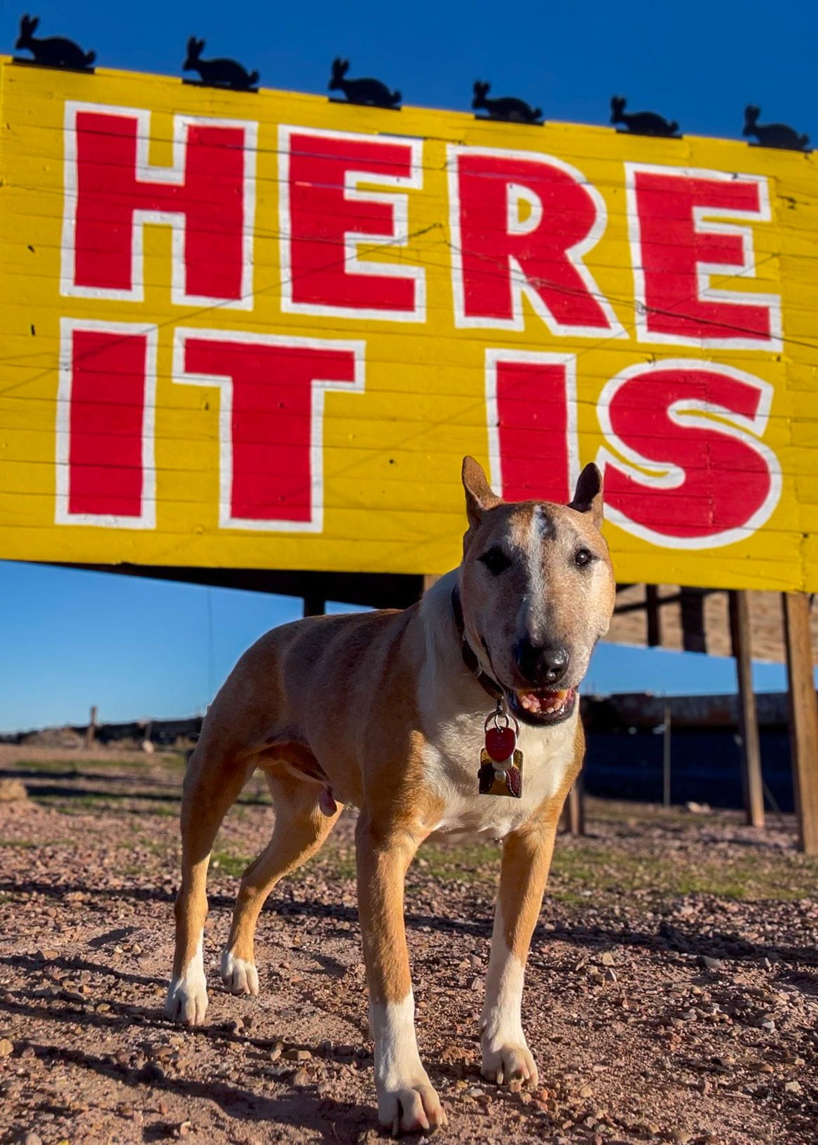 A dog poses in front of the Here It Is billboard at the Jack Rabbit Trading Post