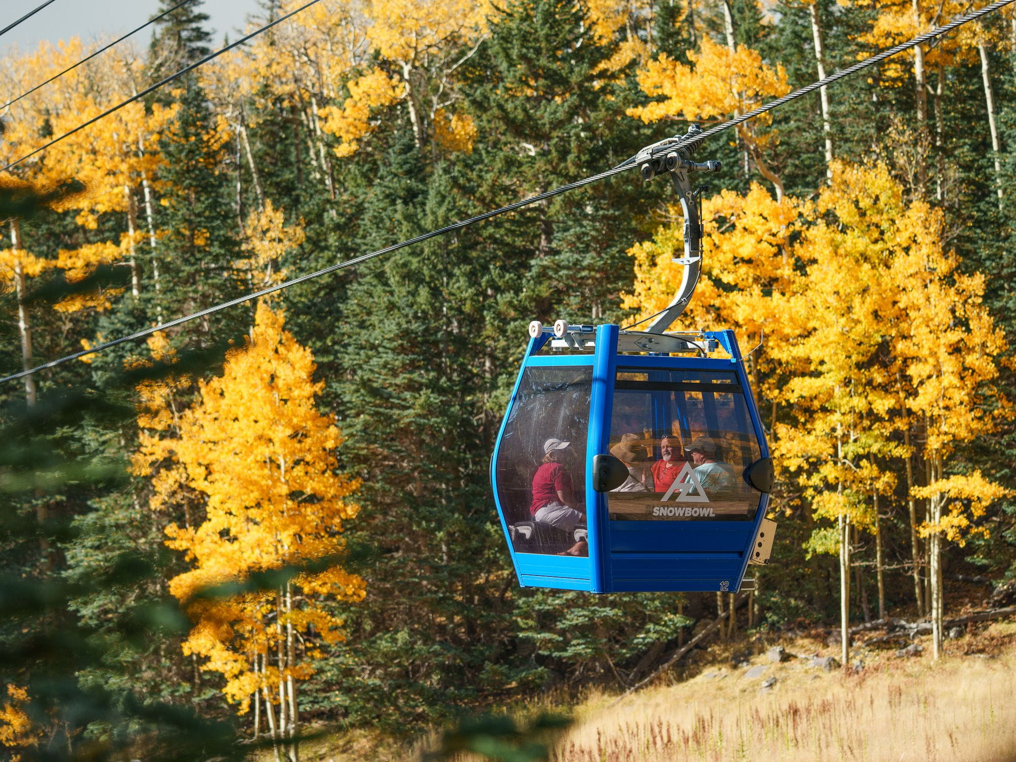 Gondola rides through orange and green trees