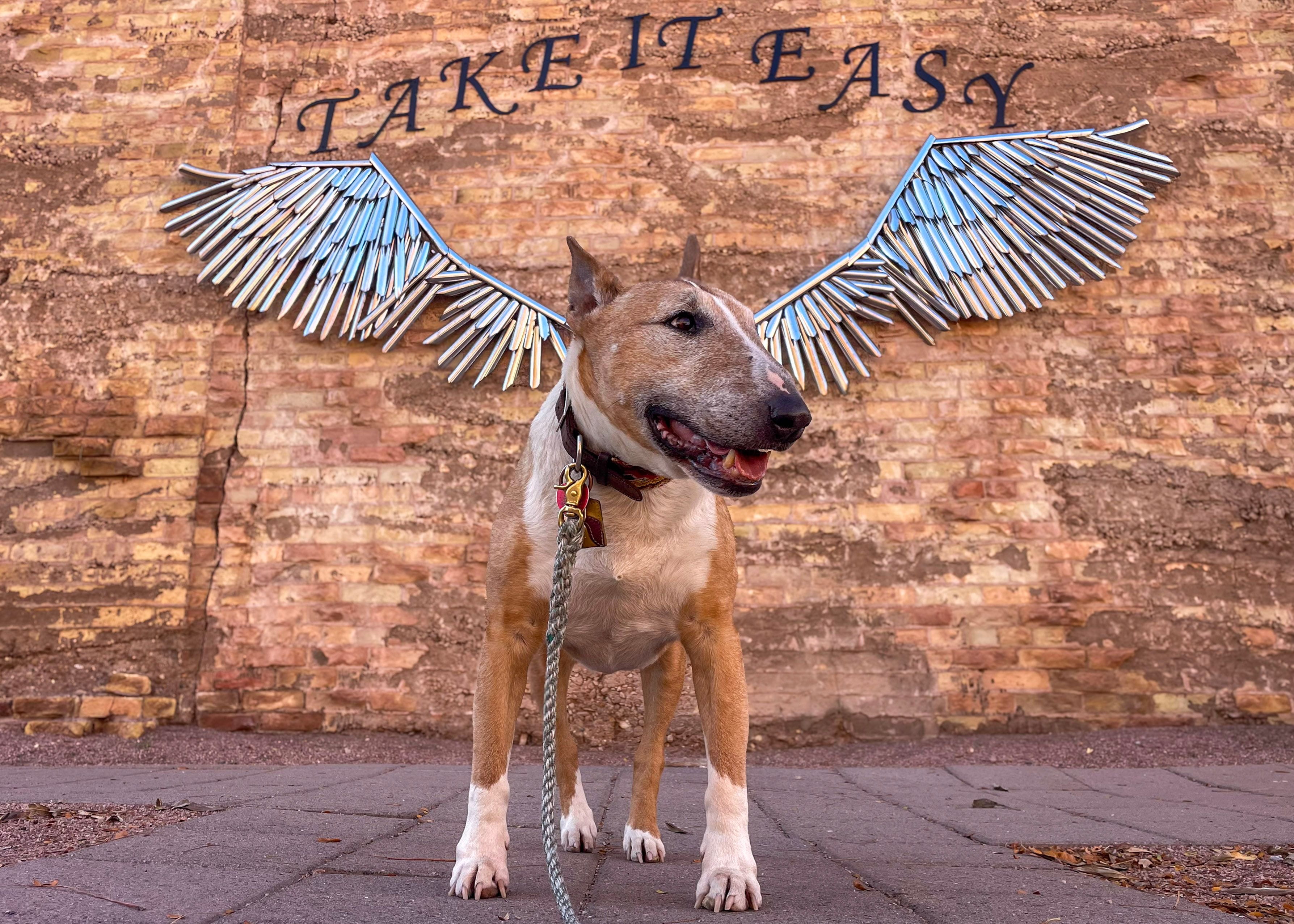 A dog poses in front of an art sculpture of metal wings and words that read Take It Easy
