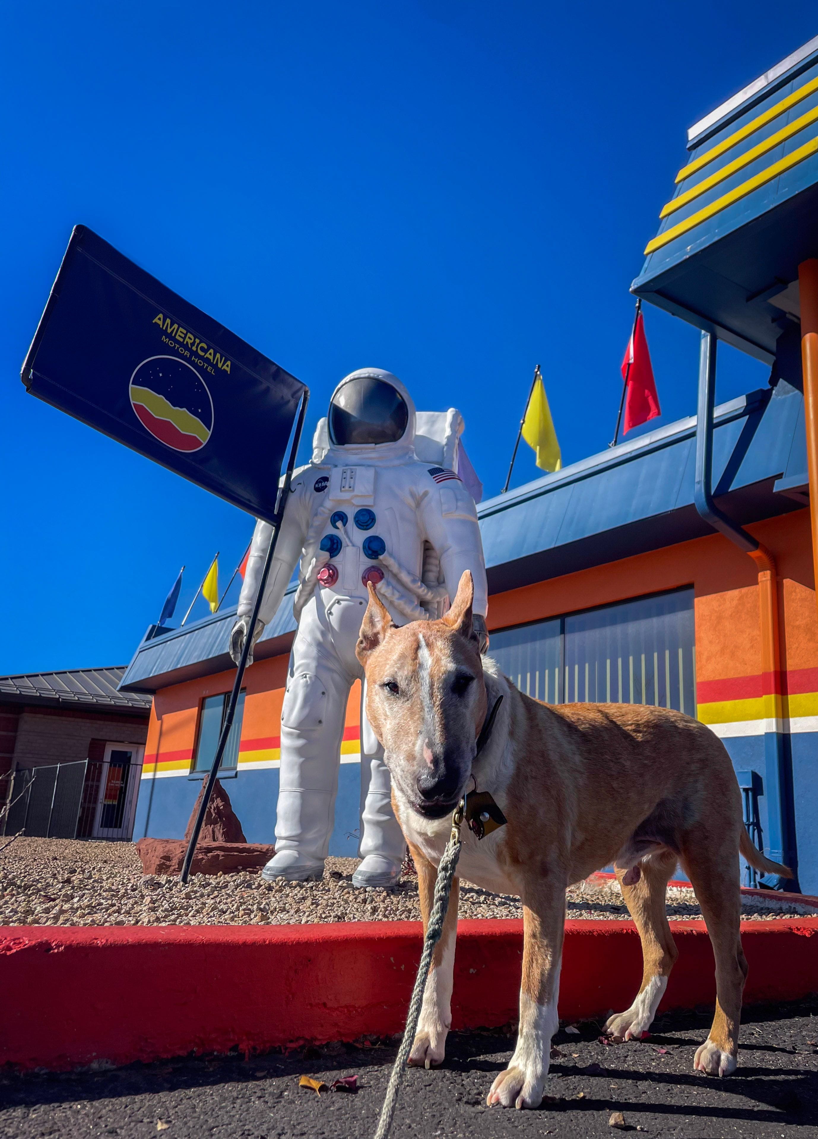 A dog poses in front of the colorful Americana Motor Hotel and its astronaut statue in Flagstaff, Arizona