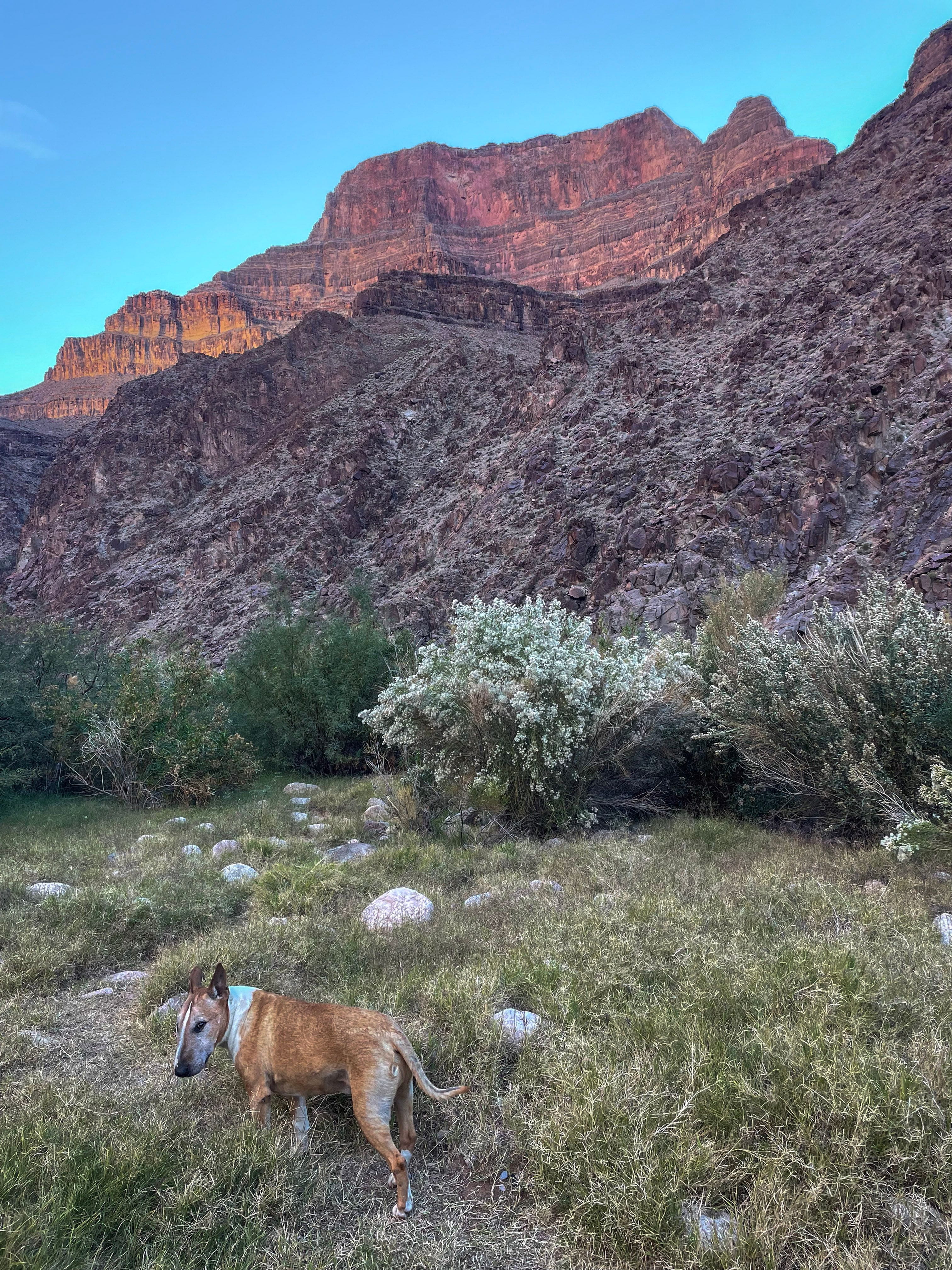 A dog in the brush of the desert in front of Arizona mountains