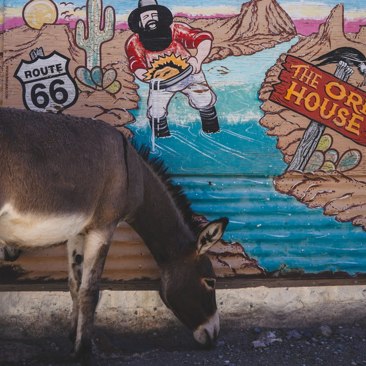 A Burro sniffs the ground in front of a mural in Oatman, Arizona
